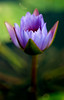 xxloverxx > Floating flower